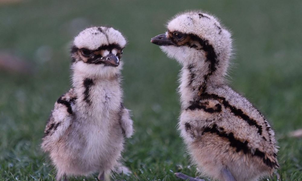 Article image for We have some baby curlews at our parks!