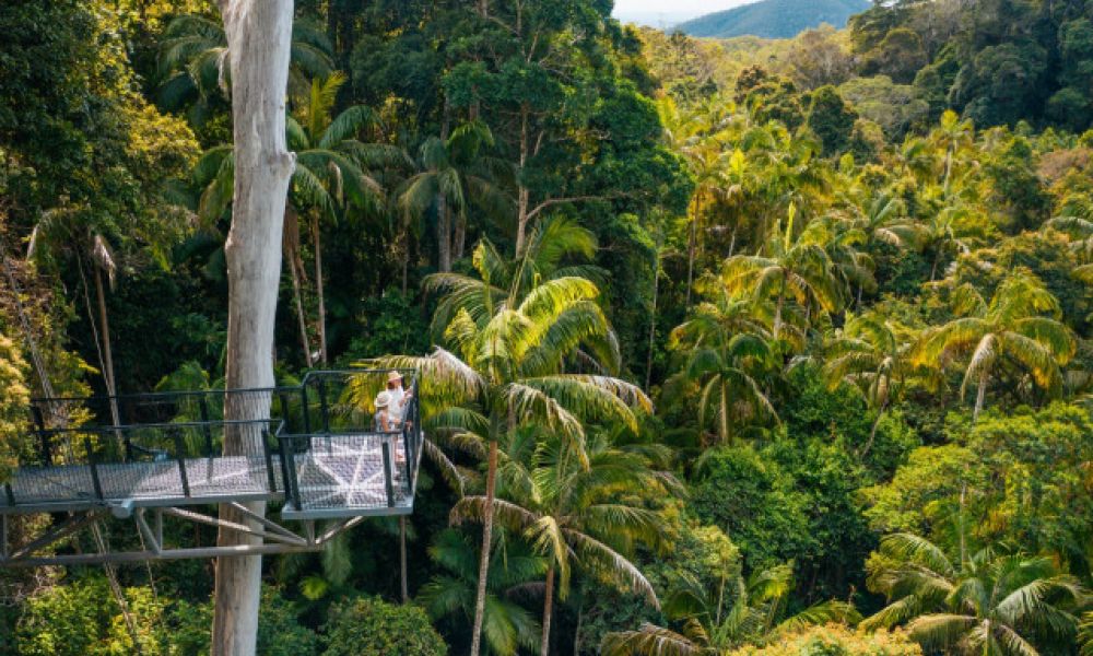 Article image for Tamborine Rainforest Skywalk