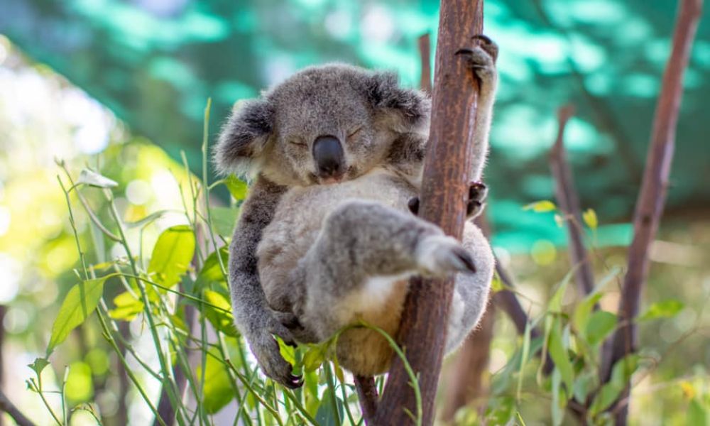 Article image for Currumbin Wildlife Sanctuary