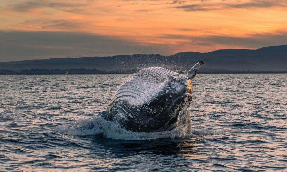 Article image for Whale watching spots on the Tweed Coast