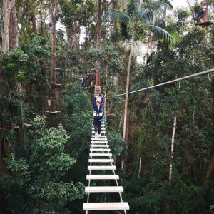 Tree Top Challenge