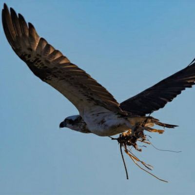Osprey bird with nest
