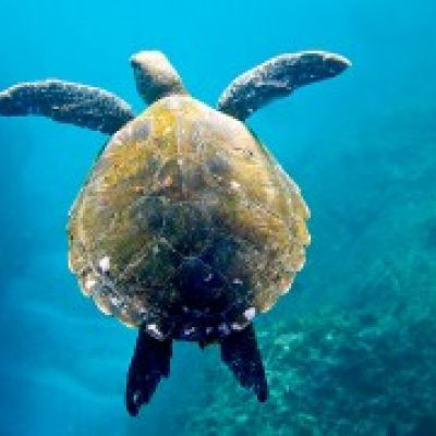 snorkle with turtles-300x180