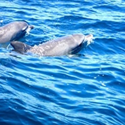 two-dolphins-1-300x180