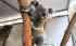 Read more about Tweed Coast Koala Research Hub